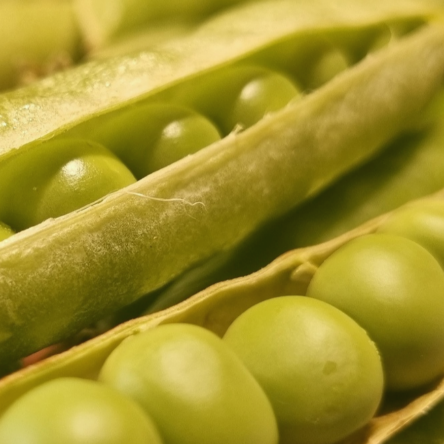 비건을 위한 완두콩 퓌레 레시피