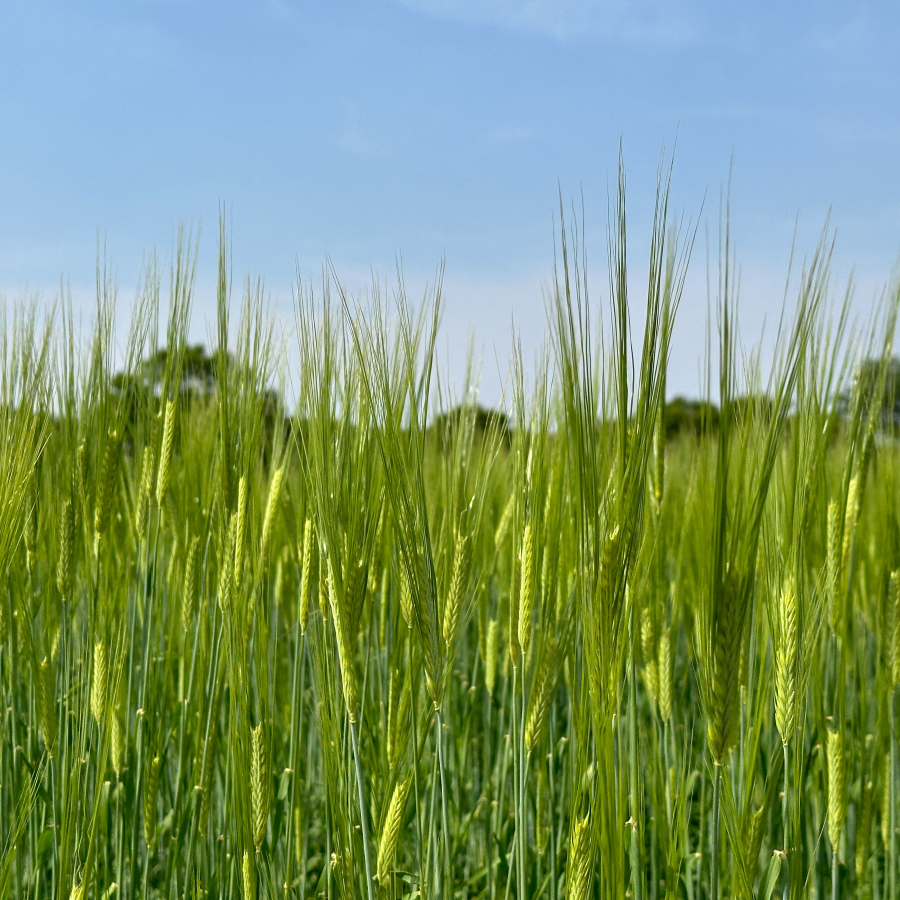 우리 보리 우리 맥아 우리 맥주