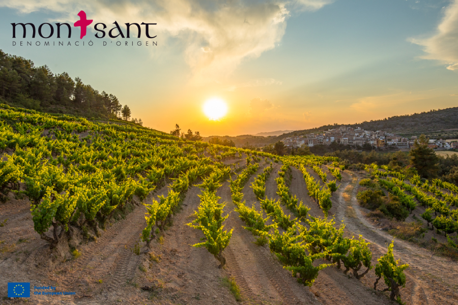 D.O. 몬산트, 한국 첫 그랜드 테이스팅 행사 개최 – 카탈루냐 와인의 독창성과 품질을 선보이다